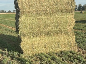 85mt Lucerne Hay 700-750kg 8x4x3 Bales