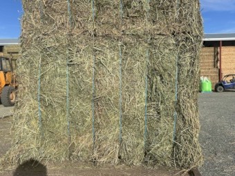 85mt Lucerne Hay 700-750kg 8x4x3 Bales