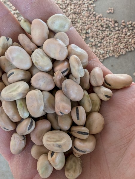 Amberley Faba Beans