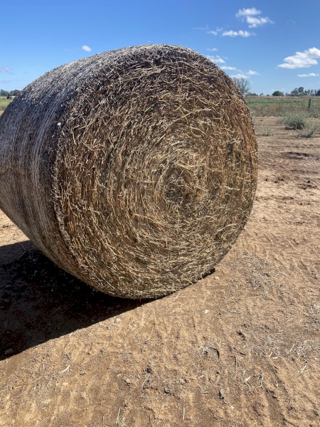 Lucerne Cattle feed 