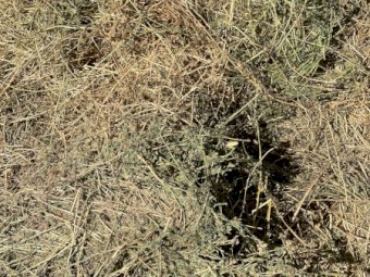 Lucerne Cattle feed 