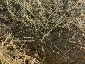 Lucerne Cattle feed 