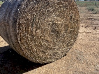 Lucerne Cattle feed 