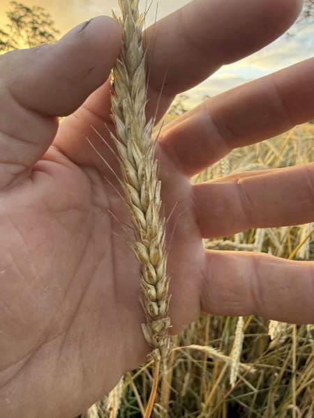20mt Rye Corn