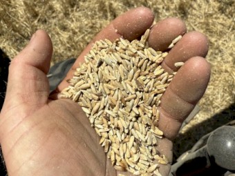 20mt Rye Corn