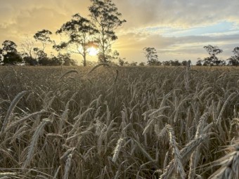 20mt Rye Corn