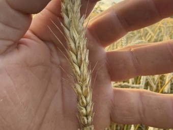 20mt Rye Corn