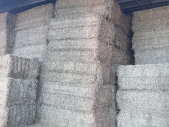 Lucerne Hay 8x4x3 Bales