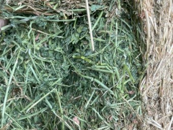 Lucerne Hay 8x4x3 Bales