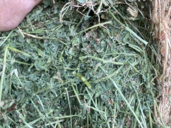 Lucerne Hay 8x4x3 Bales