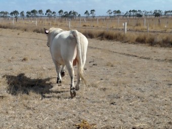 Speckle Park .Registered Bull. No GST