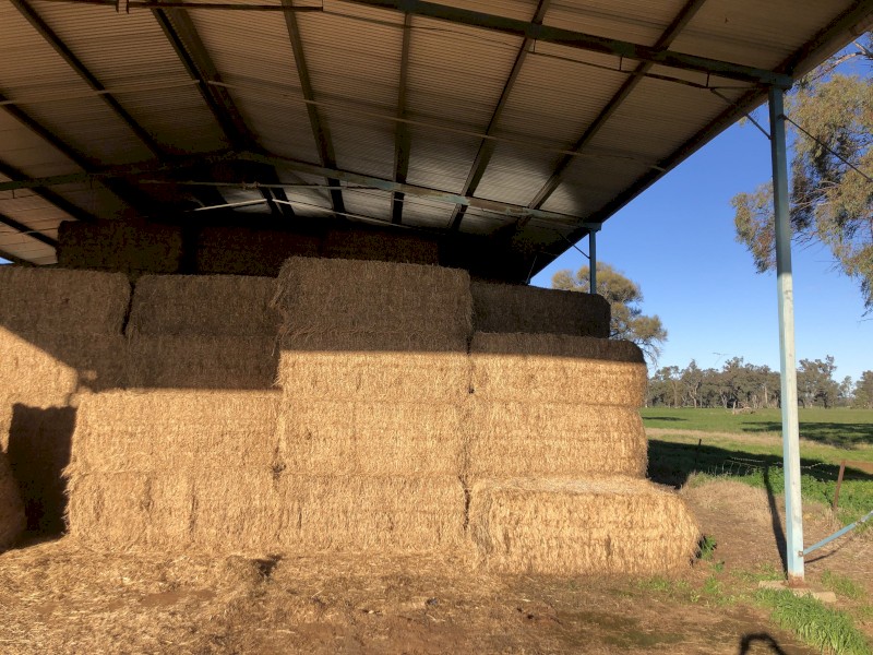 24mt Lucerne Hay 600kg 8x4x3 Bales