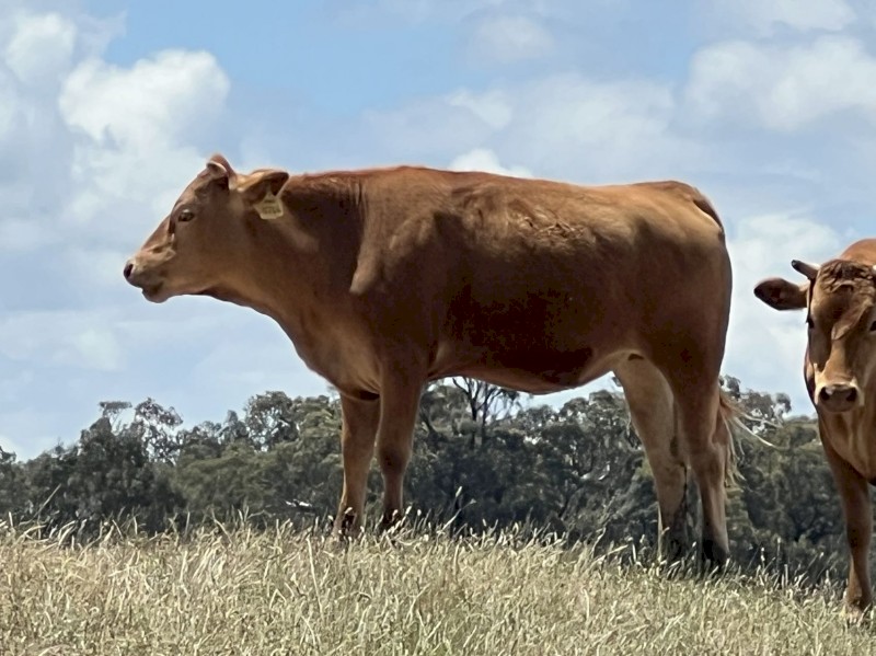 Full Blood Commercial Red Wagyu Mixed Age