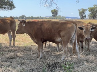 Full Blood Commercial Red Wagyu Mixed Age
