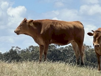 Full Blood Commercial Red Wagyu Mixed Age