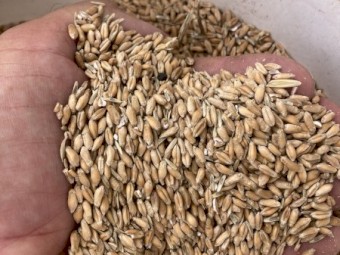 Feed Triticale