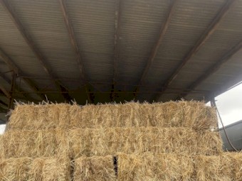 1500 x Rye Grass and Clover Hay Small Bales