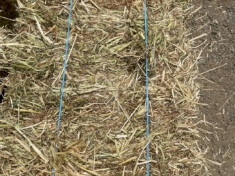 1500 x Rye Grass and Clover Hay Small Bales