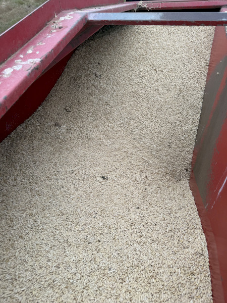 Feed Barley