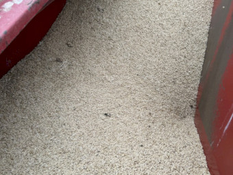 Feed Barley