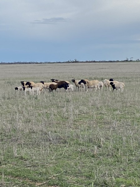Dorper Ewes with lambs at foot 