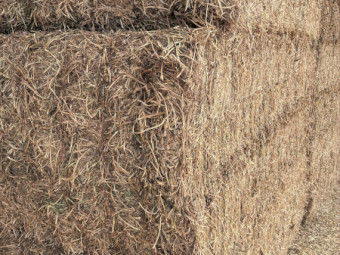 490mt Vetch Hay 620kg 8x4x3 Bales
