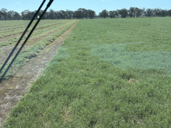 2026 Vetch Hay