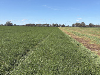 2026 Vetch Hay