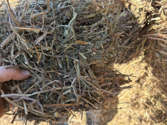 2026 Vetch Hay