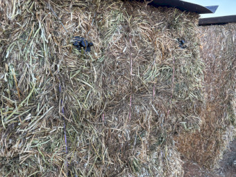2026 Vetch Hay