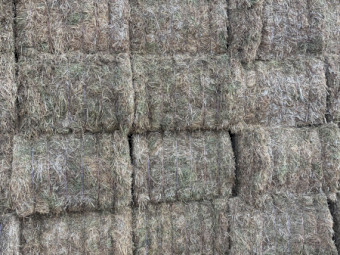 100mt Vetch Hay 600kg 8x4x3 Bales (New Season)