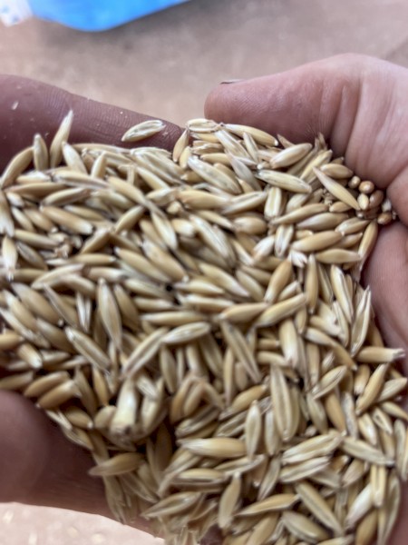 80mt Kowari Oats Seed