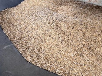 80mt Kowari Oats Seed