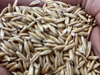80mt Kowari Oats Seed