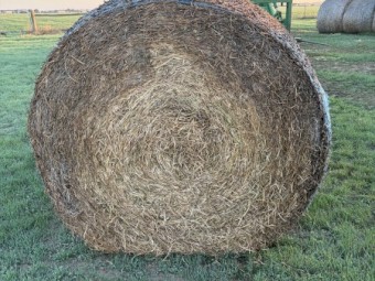 Vetch Hay 5x4 Rolls