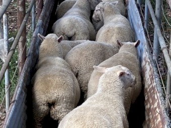 15x Aussie Whites X lambs $150 each.