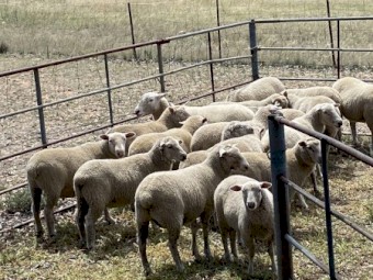 15x Aussie Whites X lambs $150 each.
