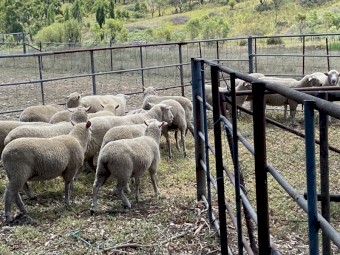 15x Aussie Whites X lambs $150 each.