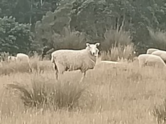 Border Leicester Ewe Lambs
