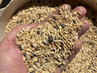 Seconds Feed Mix
