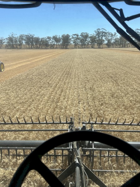 200mt APW Wheat