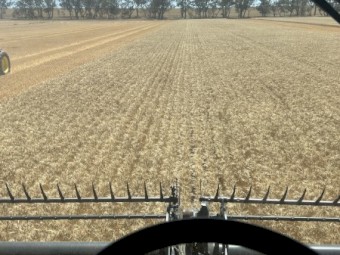 200mt APW Wheat