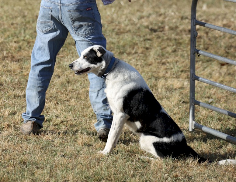 Well started Collie 