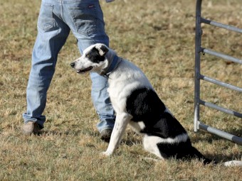 Well started Collie 