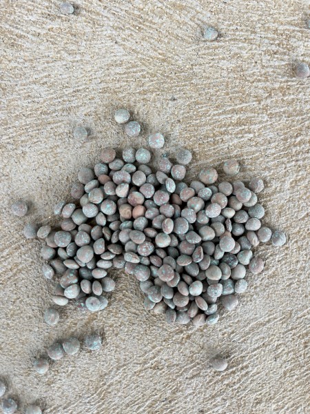 Kelpie Lentils