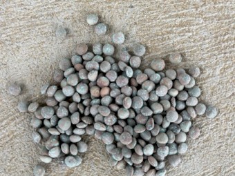 Kelpie Lentils