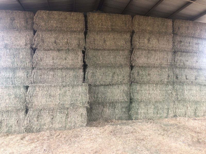 150 x Lucerne Hay 565kg 8x4x3 Bales