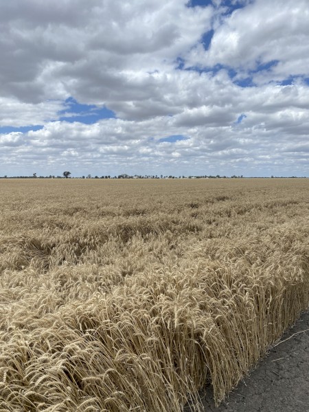 300mt Calibre Wheat
