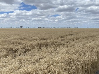 300mt Calibre Wheat