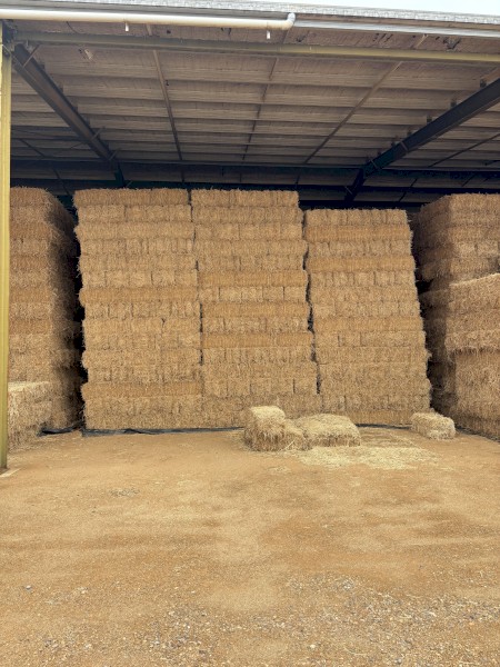Lucerne Hay 2nd cut small bales